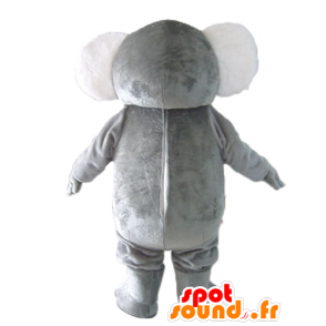 Mascote cinza e koala branco, gordo, doce e engraçado - MASFR23039 - Koala Mascotes